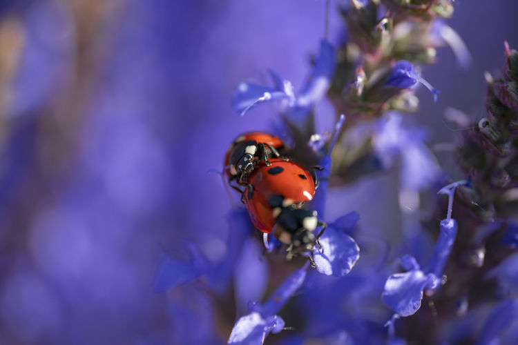 Close-up of insect on purple flower