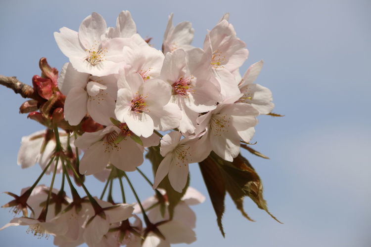 Close-up of fresh white flowers against sky