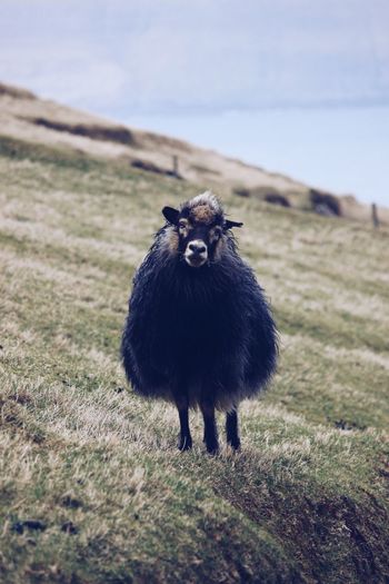 The black sheep