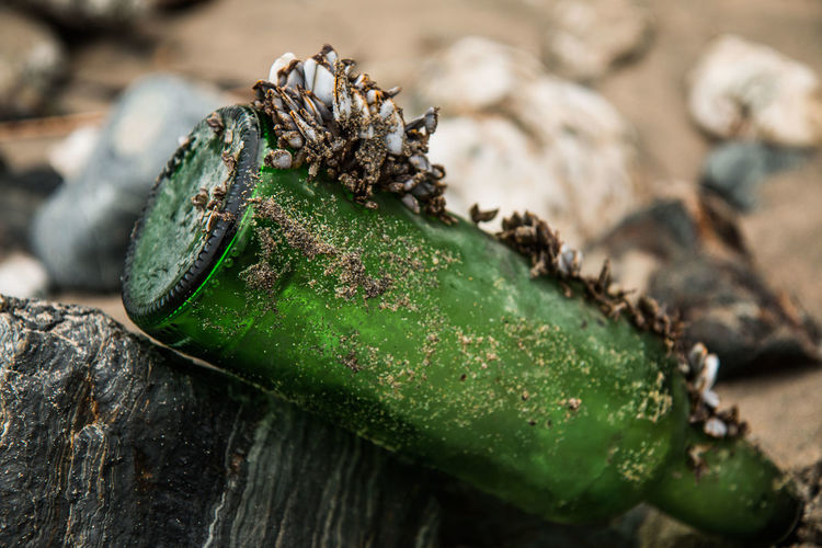 Close-up of mussels on abandoned beer bottle at beach