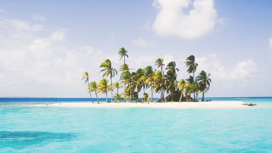Palm trees on beach