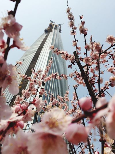 Low angle view of cherry blossom blooming by lotte world tower