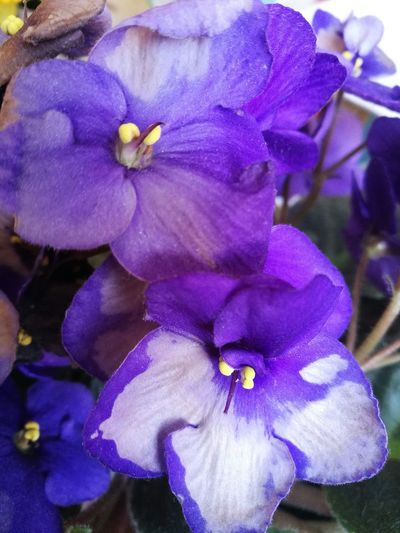 Close-up of purple flowers blooming outdoors