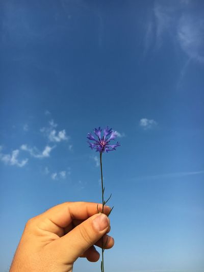 Cropped hand of person holding cornflower against blue sky