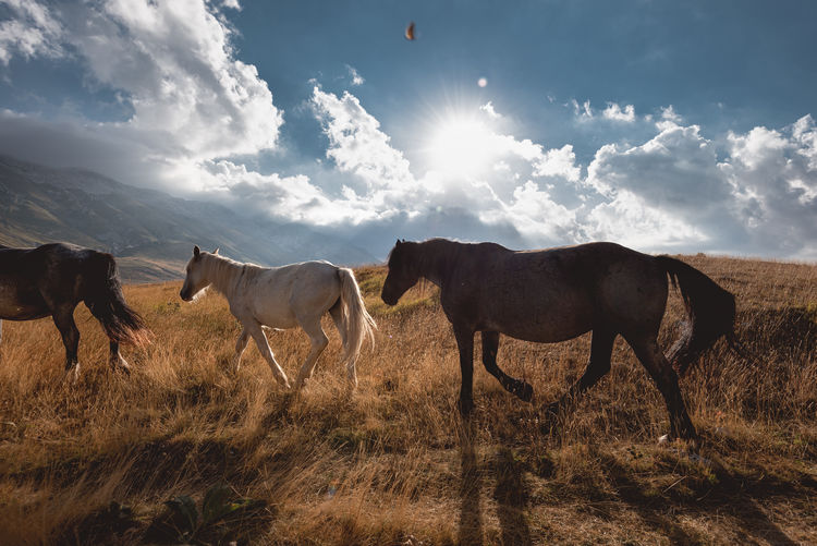 Horses on a field, in campo imperatore
