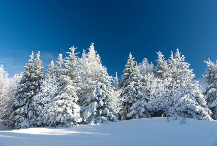 Snow covered tree against blue sky