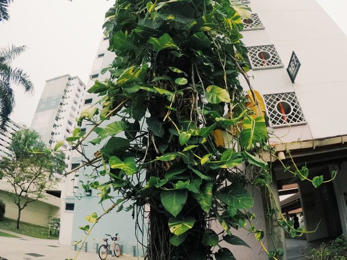 Close-up of potted plants against building