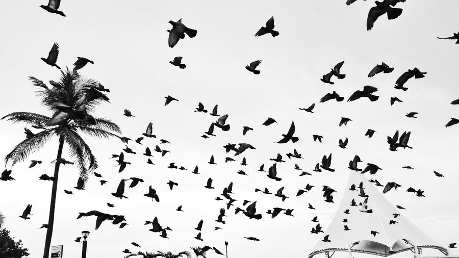 Flock of pigeons flying against sky