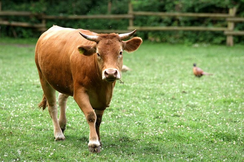 Cow walking on field