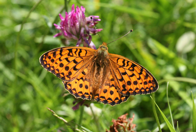 Close-up of butterfly pollinating on flower