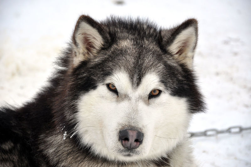 Detail shot of a wolfdog