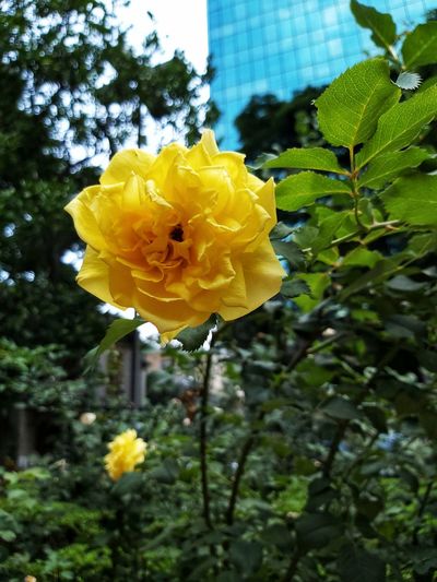Close-up of yellow rose flower