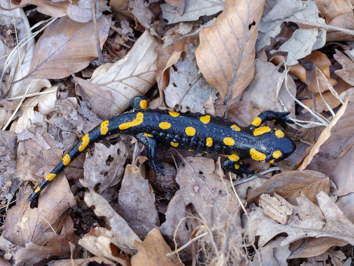 Fire salamander on forest floor