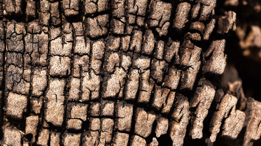 Full frame shot of old tree