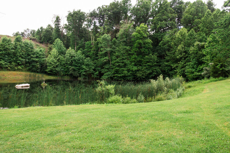 Trees on grass