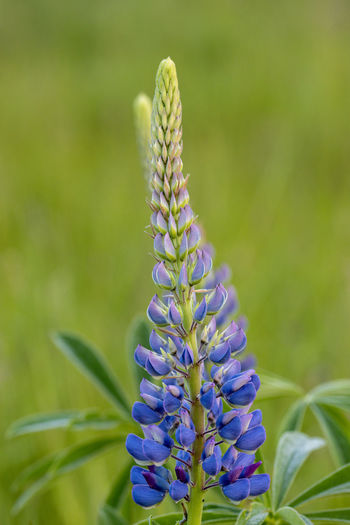 Close-up of purple flowering plant
