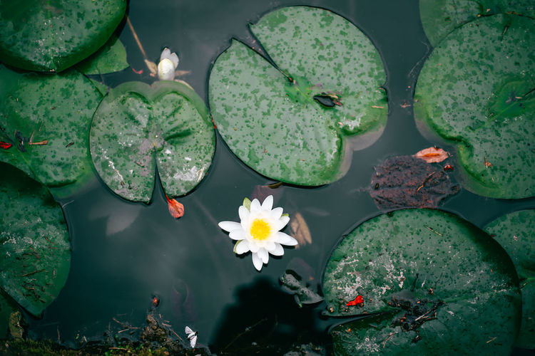High angle view of water lily by lily pads floating in pond