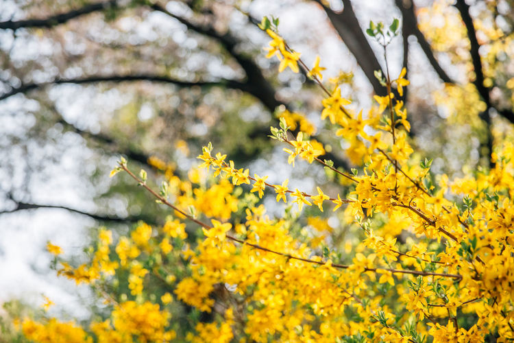 Close-up of yellow flowers on tree