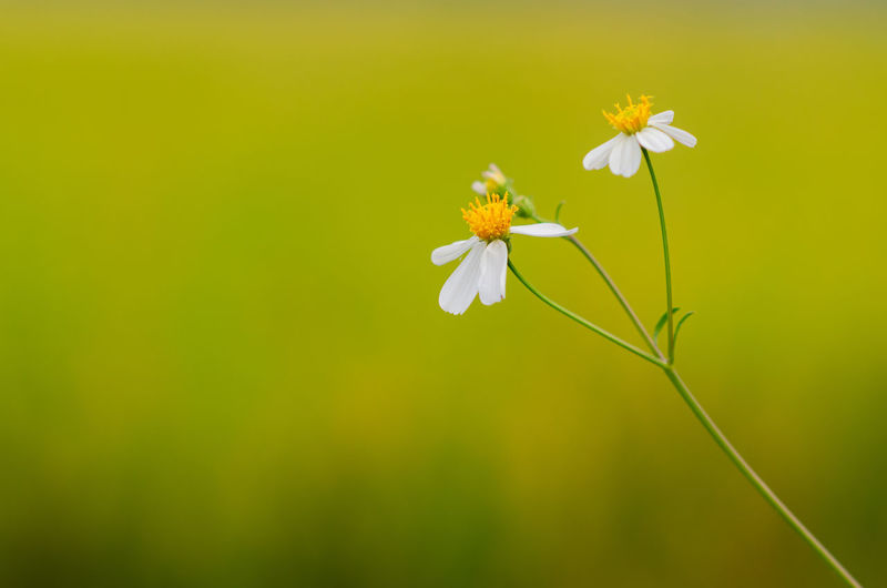 Partial focus of spanish needles or bidens alba flowers on blurred yellow and green background.