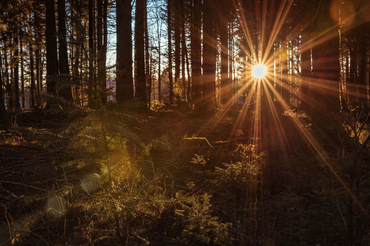 Sunlight streaming through trees in forest