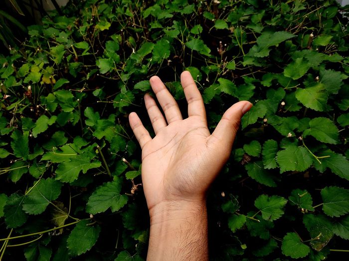 Cropped hand of man against plant