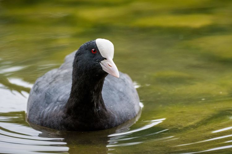 Close-up of coot swimming in lake