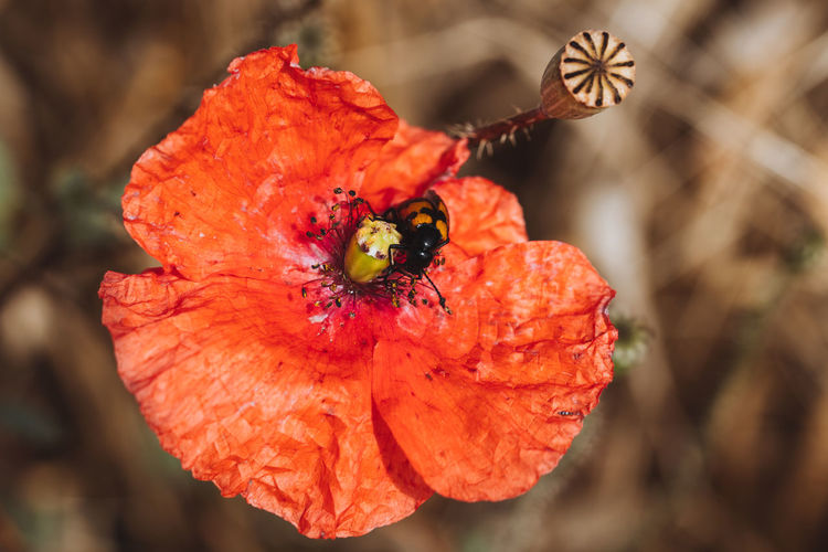 Close-up of poppy flower with insect on it