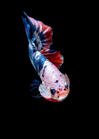 Close-up of fish swimming in sea