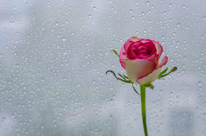Blooming pink rose put beside window with rain drop.