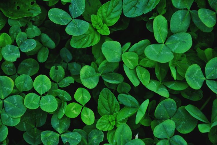Full frame shot of raindrops on leaves