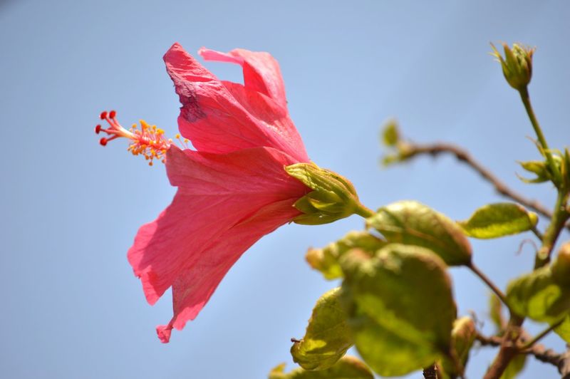 Low angle view of red hibiscus on plant