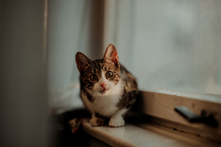 Portrait of cat sitting on window sill at home