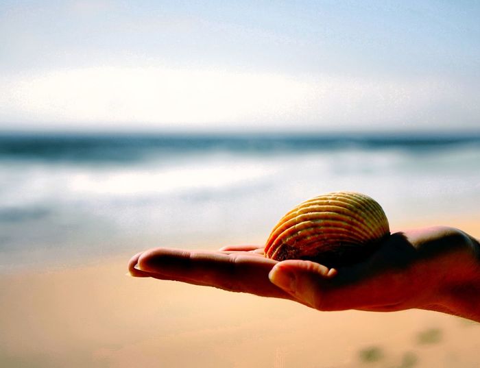 Close-up of hand holding seashell on beach against sky