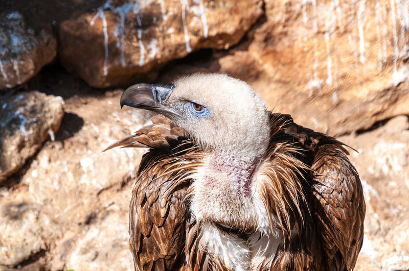 Close-up of vulture