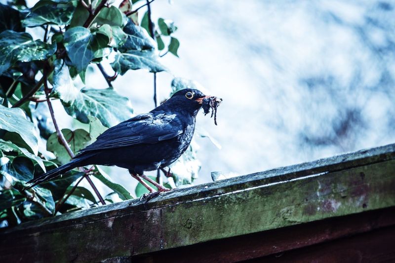 Blackbird carrying worms in beak on roof
