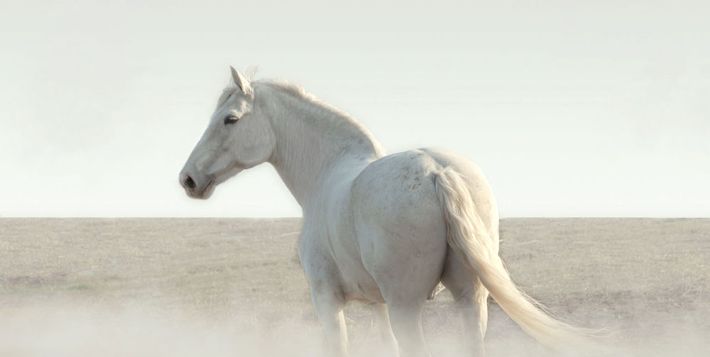 White horse in the fog stands and looks around. calm old gelding of gray color