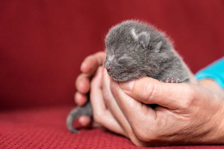 British shorthair kitten, one or two weeks old, being held in hand woth a red back ground