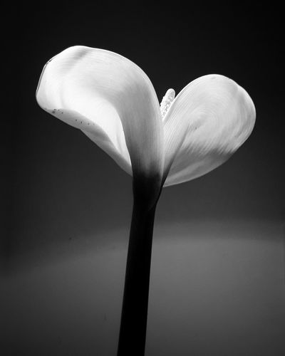 Close-up of white flower against black background