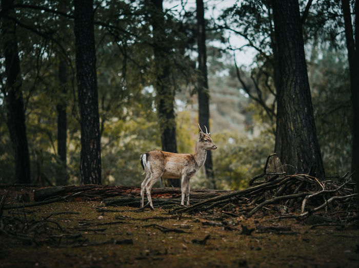 Deer standing by trees in forest