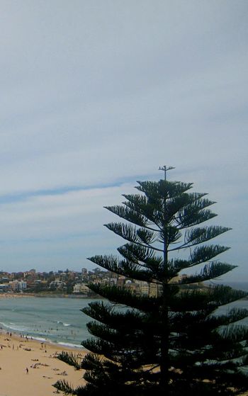 Trees against sky