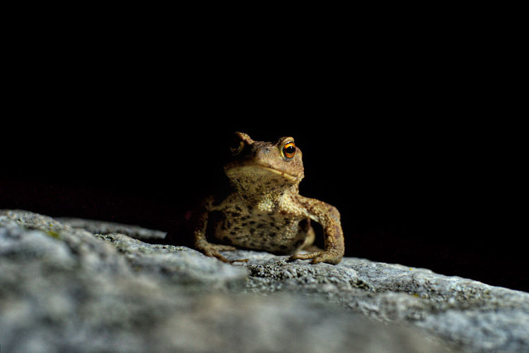 Close-up portrait of frog on rock