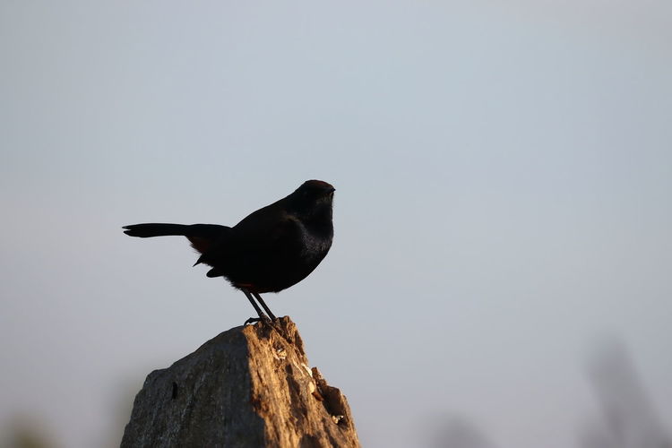 Bird resting on rock in nature, close up