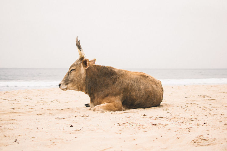 View of a horse on the beach