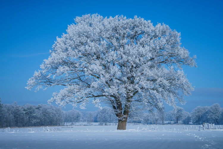 Lonely frozen tree in winter landscape