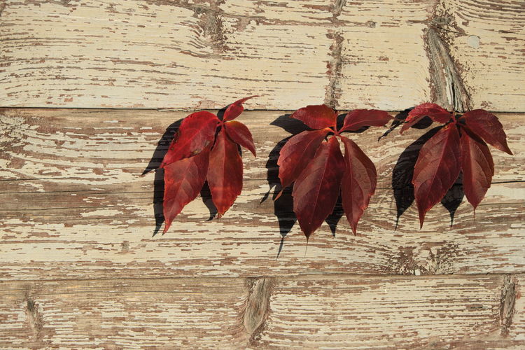 Close-up of red leaves on wood against wall