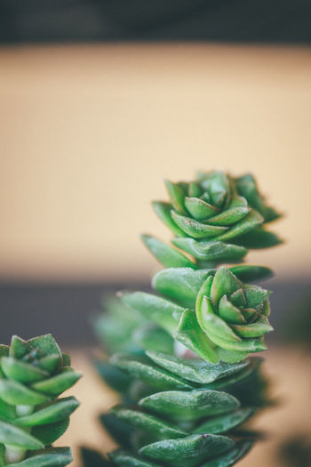 Close-up of succulent plant on table
