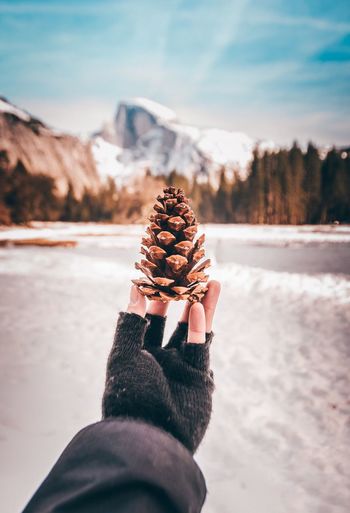 Close-up of hand holding pine cone against mountain