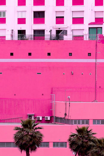 Palm. canary island. plants on pink concept art