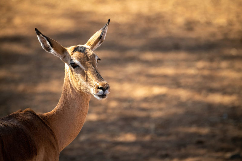 Close-up of female common impala staring right