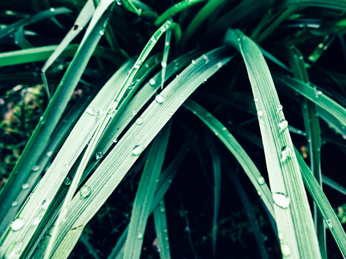 Close-up of water drops on grass